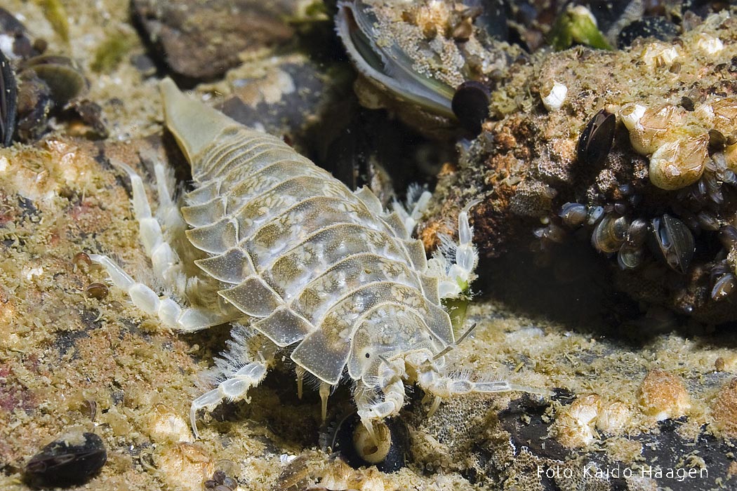 Merikilk Kaido Haagen