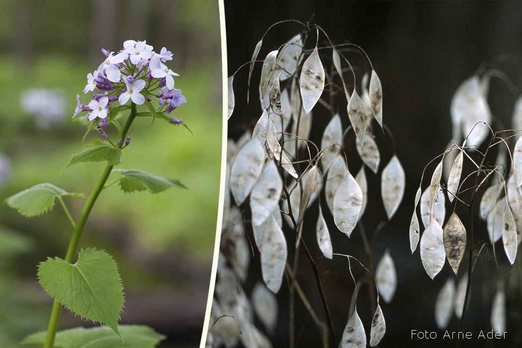 Mets-kuukress Arne Ader