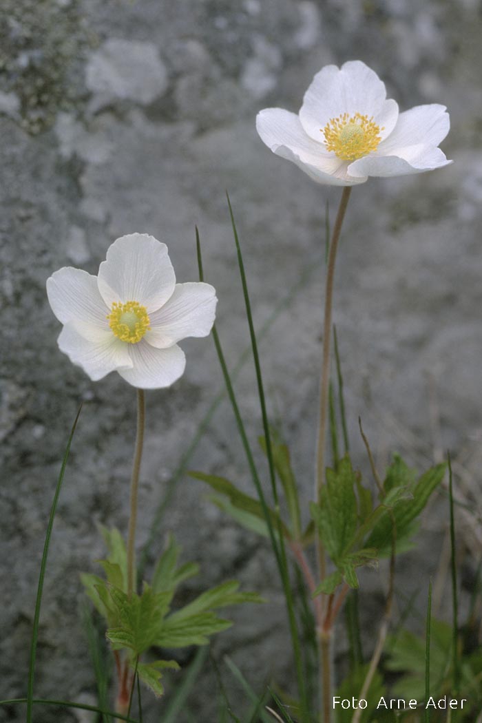 Metsülane Arne Ader