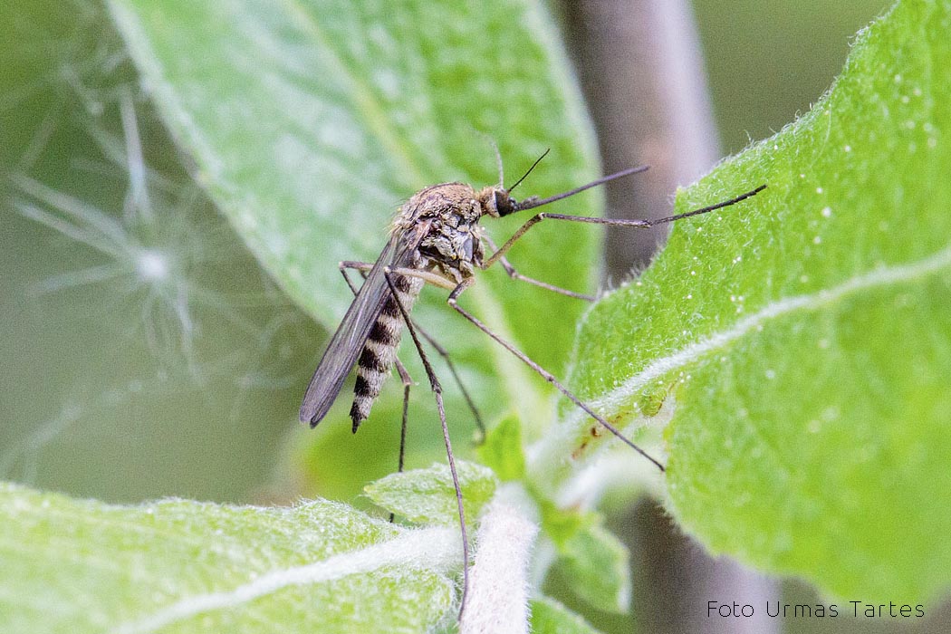 Metsasääsk Urmas Tartes