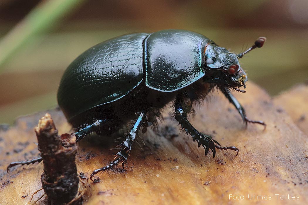 Metsasitikas Urmas Tartes