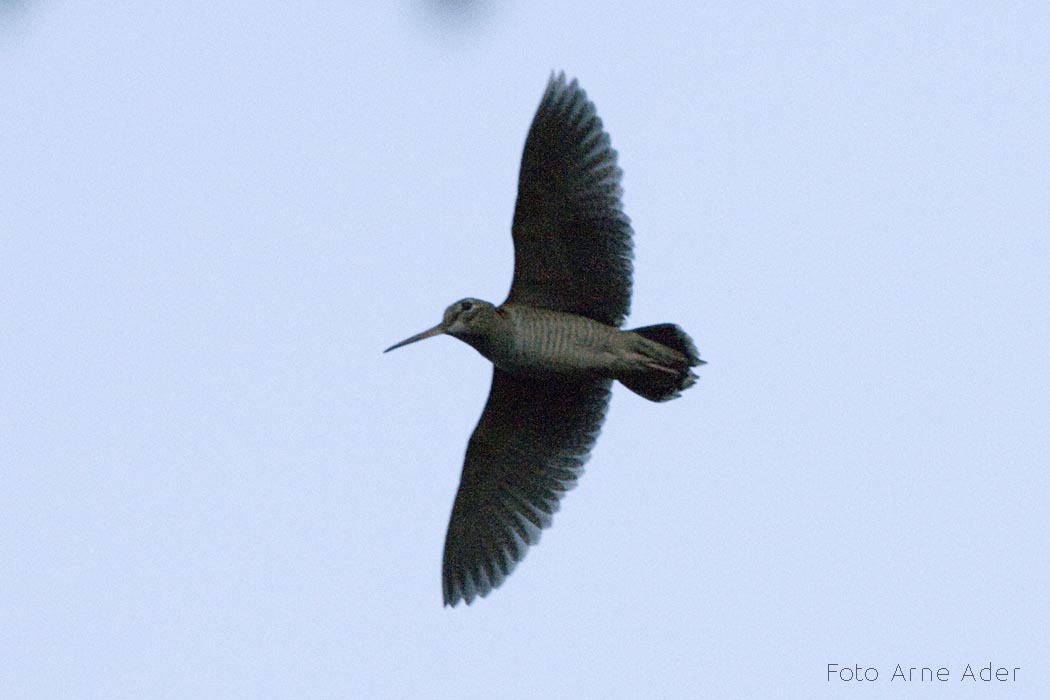 Metskurvits Arne Ader