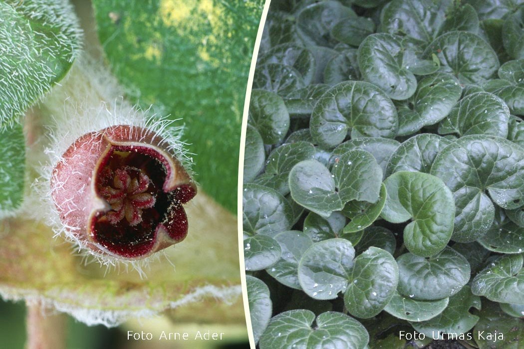Metspipar Foto Arne Ader ja Urmas Kaja