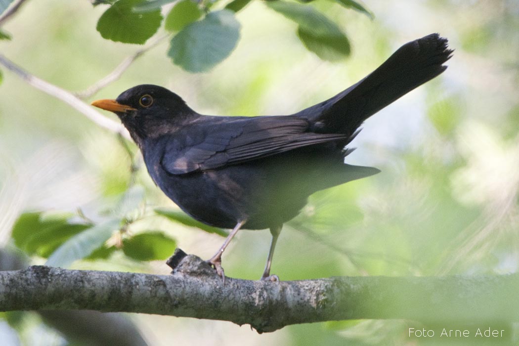 Musträstas Arne Ader