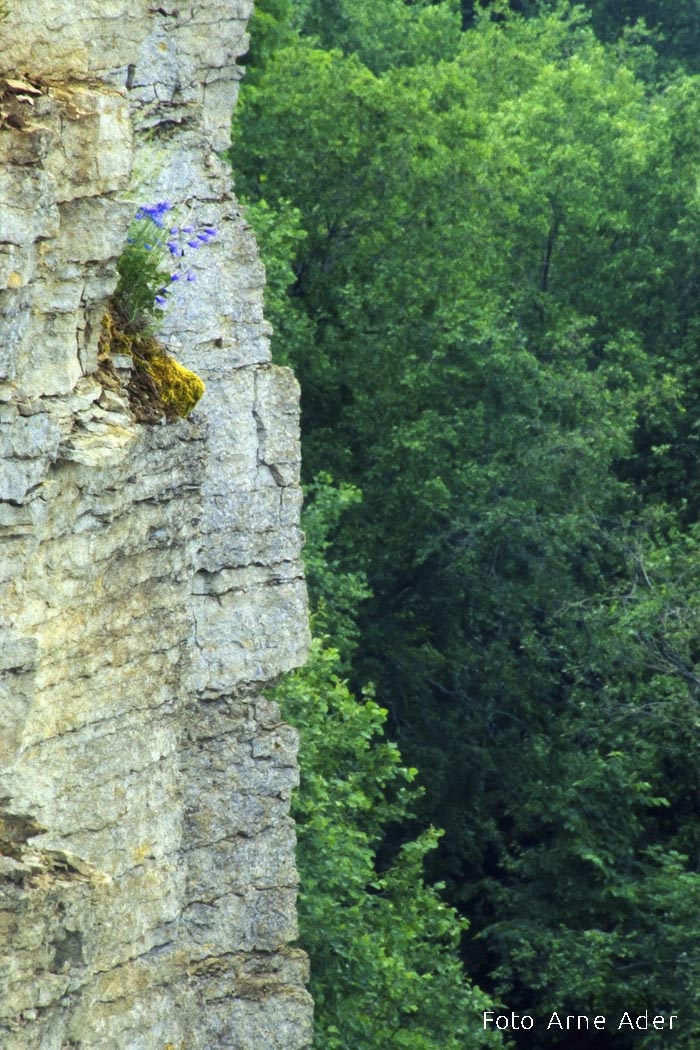 Põhja-Eesti pank ehk klint Arne Ader
