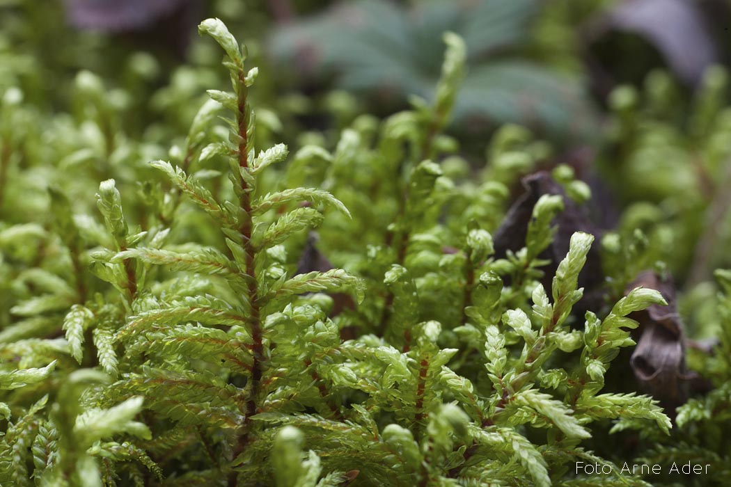 Palusammal Arne Ader