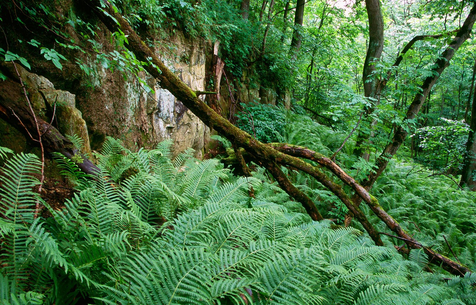 Pangamets Foto Arne Ader