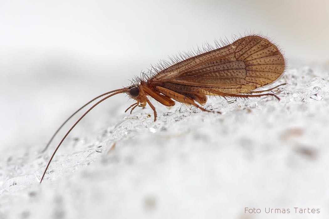 Puruvana Urmas Tartes