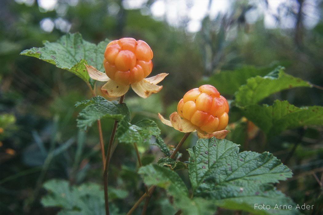 Rabamurakas Arne Ader