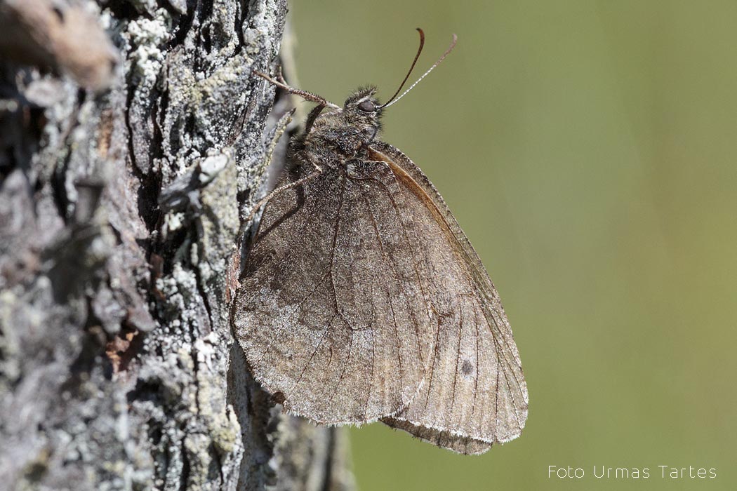 Rabasilmik Urmas Tartes
