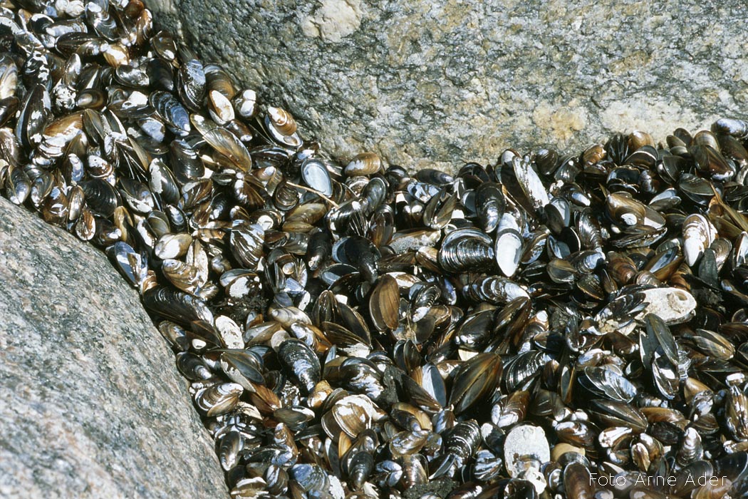 Söödav rannakarp Arne Ader