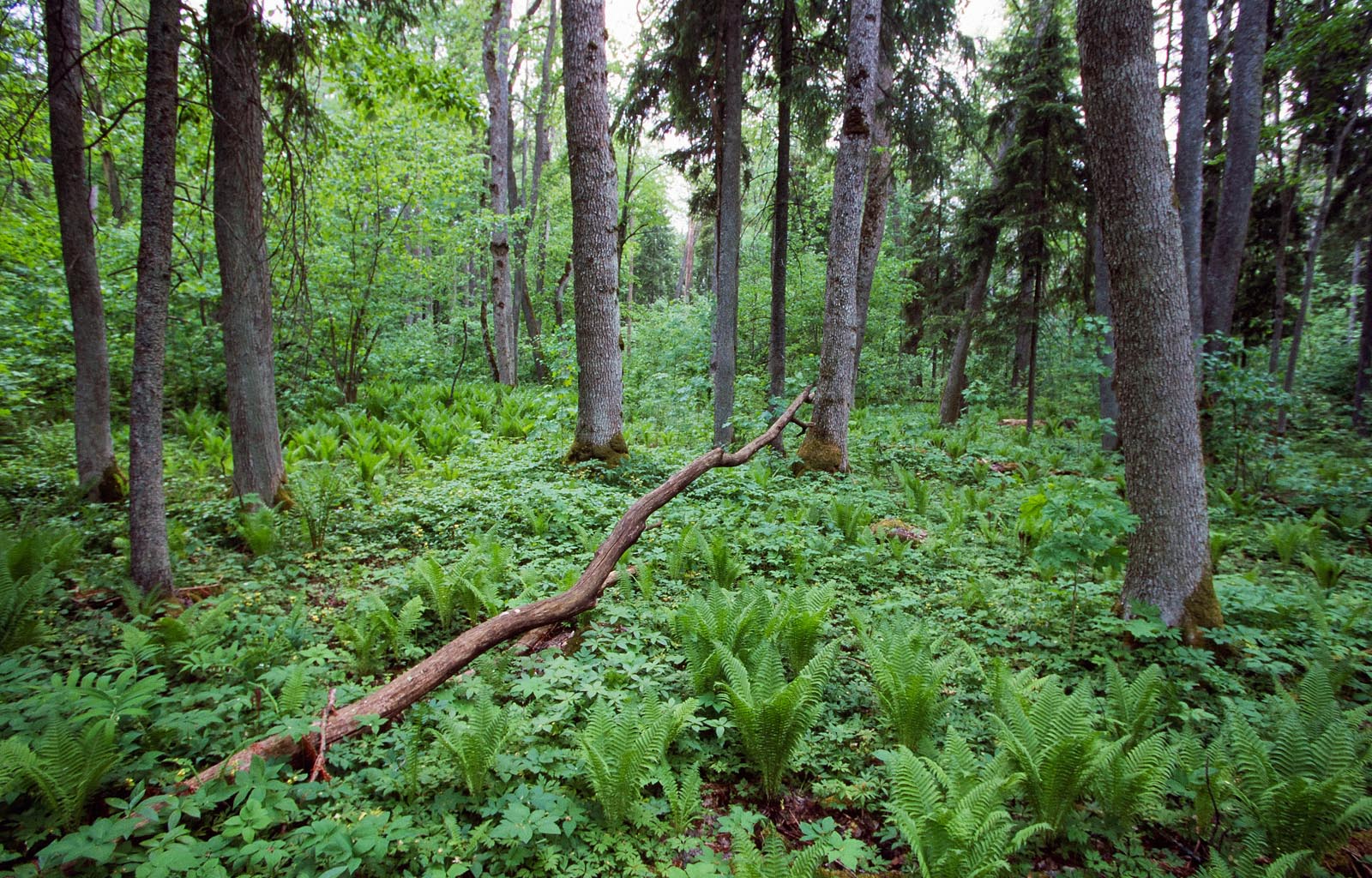 Salumets Foto Arne Ader