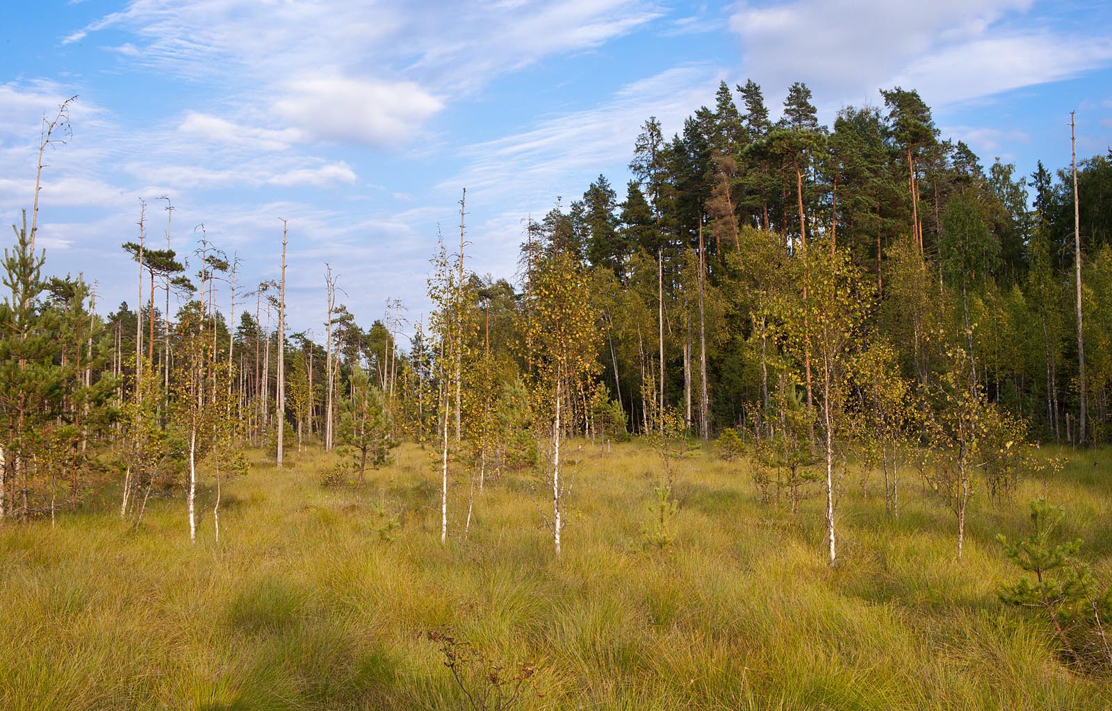 Siirdesoo Foto Arne Ader