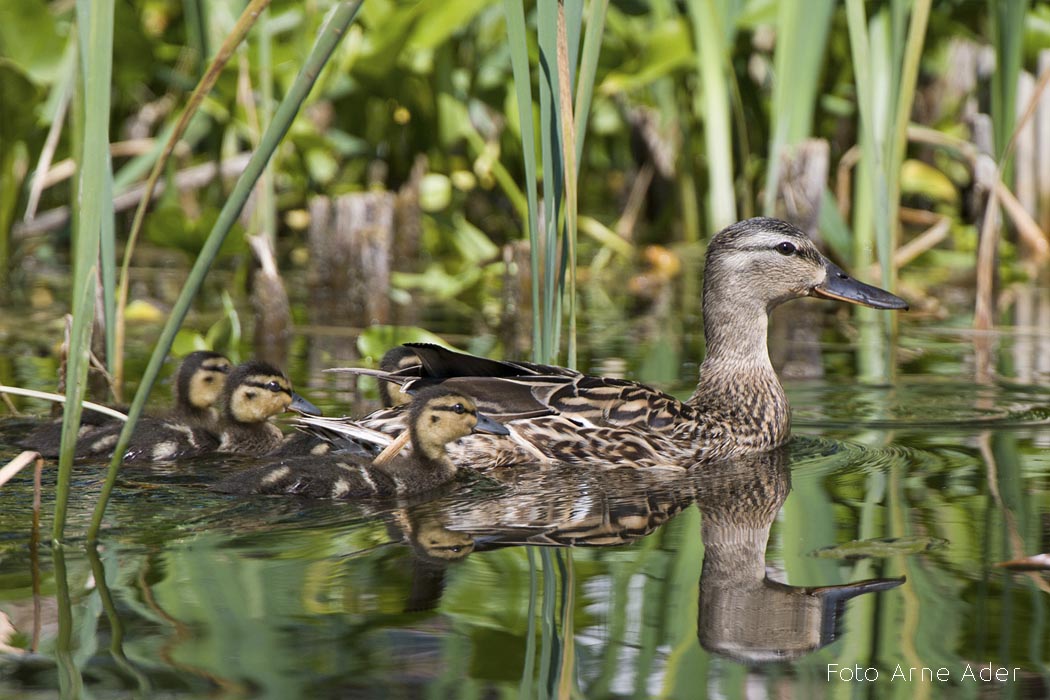 Sinikael-part Arne Ader