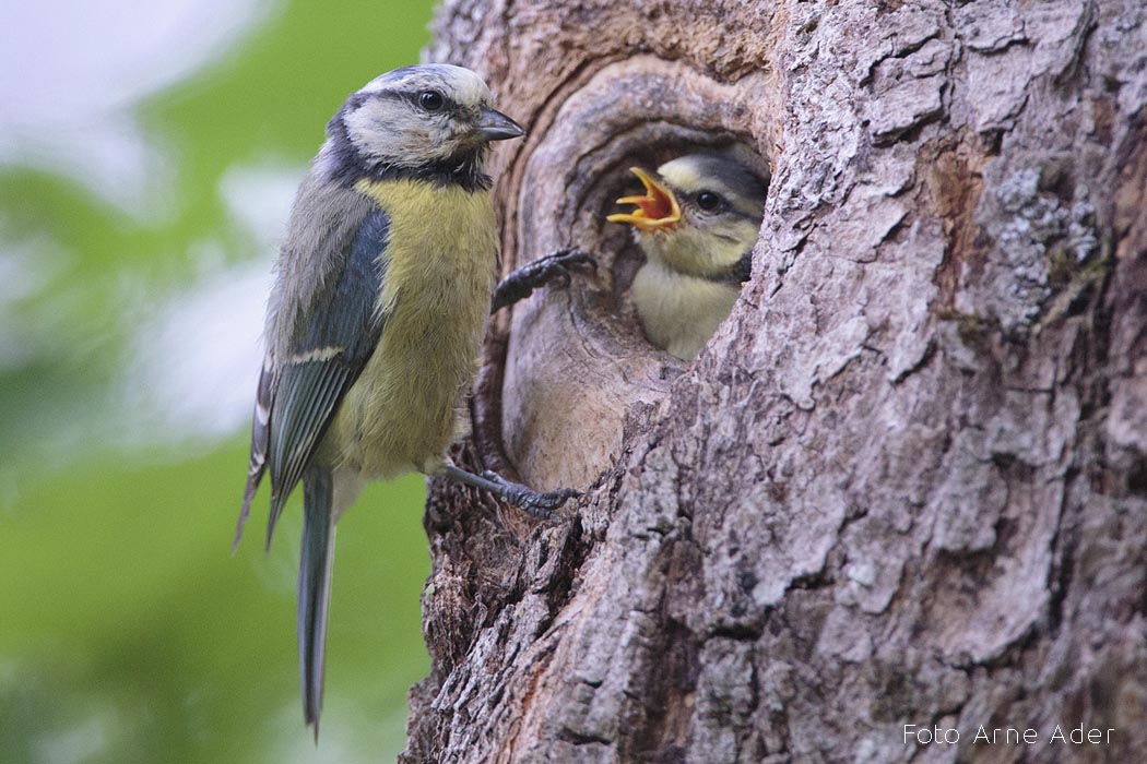 Sinitihane Arne Ader