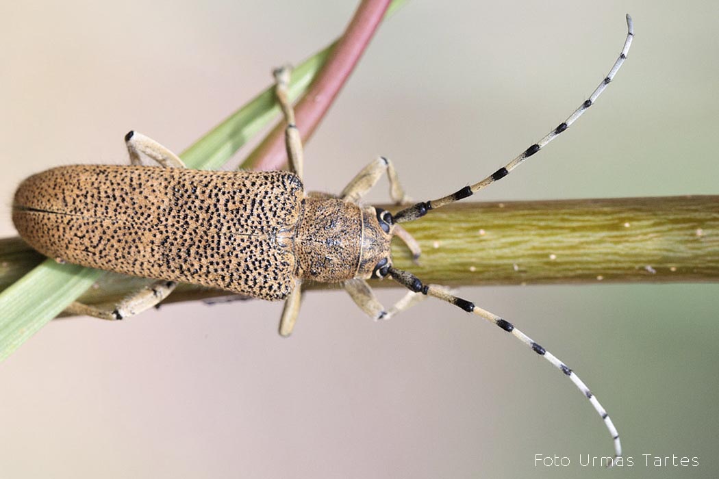 Suur-haavasikk Urmas Tartes