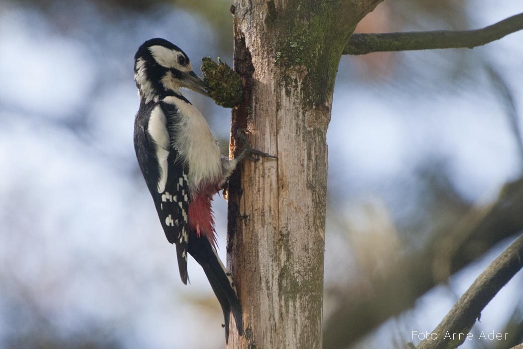 Suur-kirjurähn Arne Ader