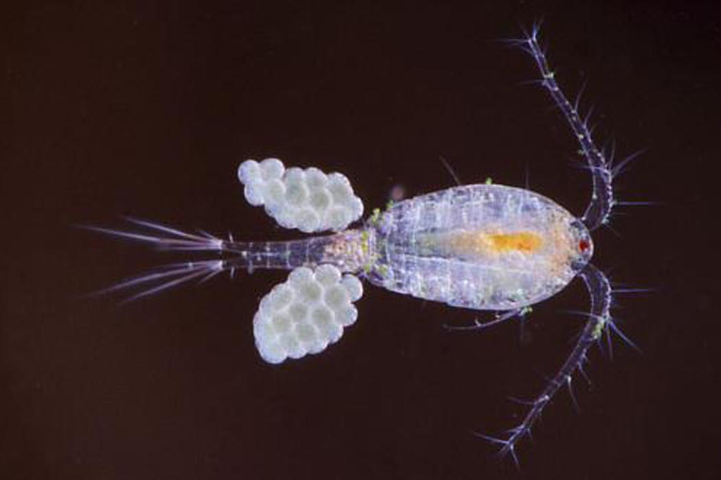 Suvine hõljursõudik