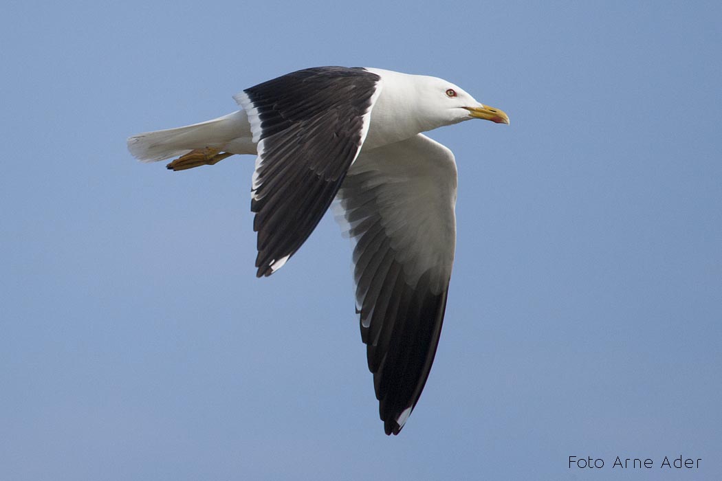 Tõmmukajakas Arne Ader