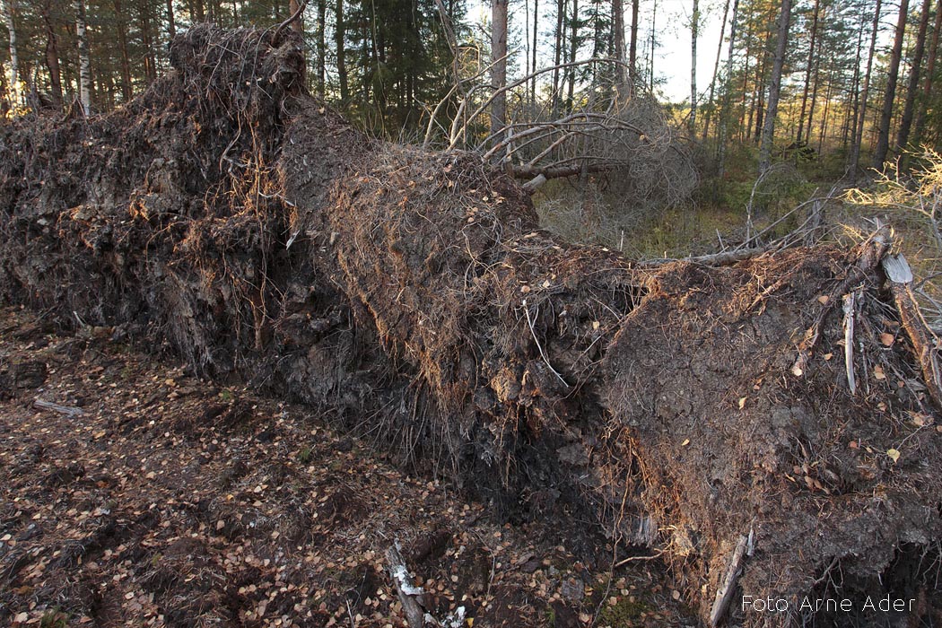 Tormiheide Arne Ader