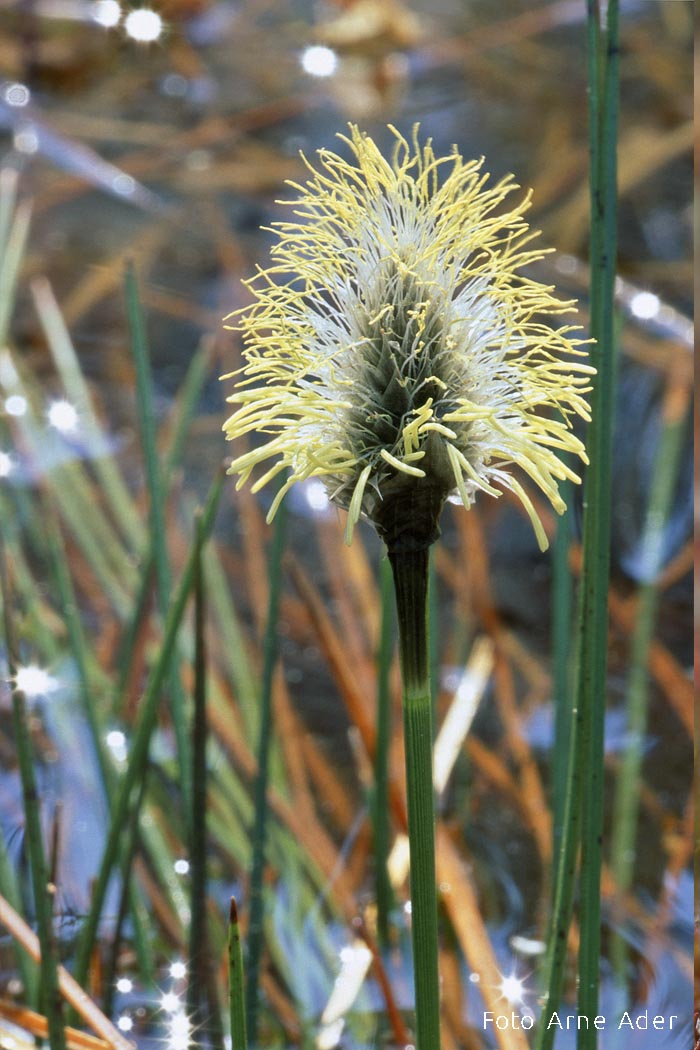 Tupp-villpea Arne Ader