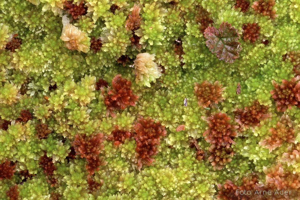 Turbasamblad Arne Ader