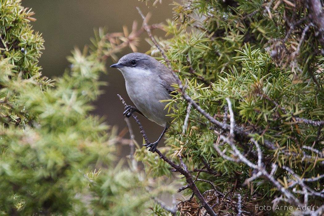 Väike-põõsalind Arne Ader