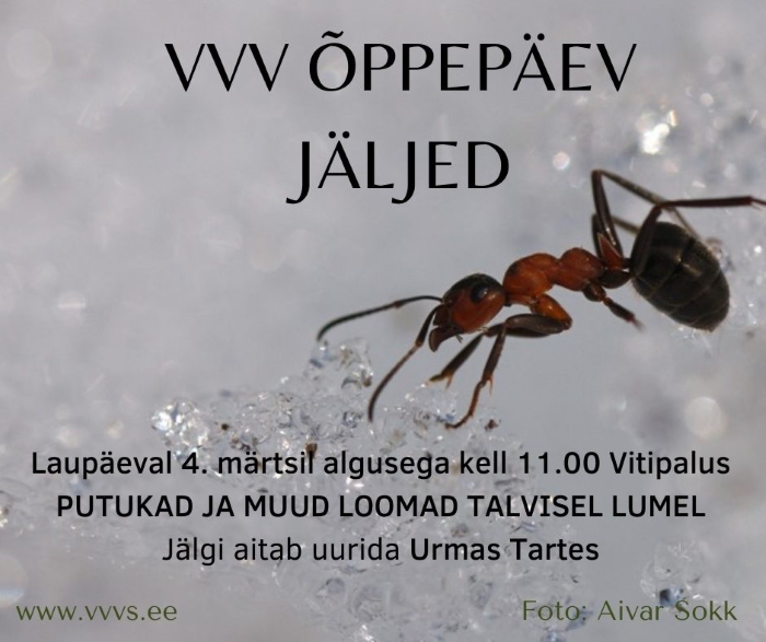 Fotol sipelgad lumel