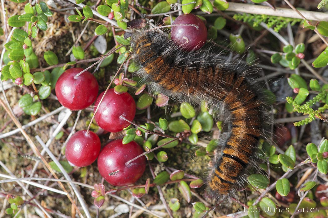 Vaarikakedrik Urmas Tartes
