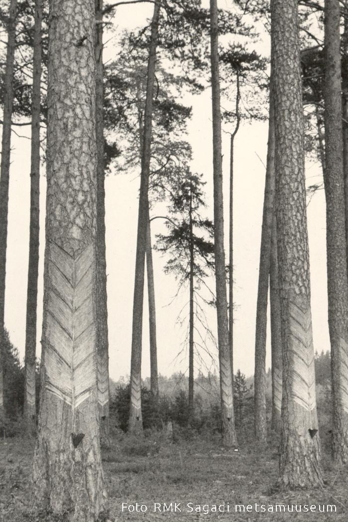 Vaigu kogumine, karridega mänd