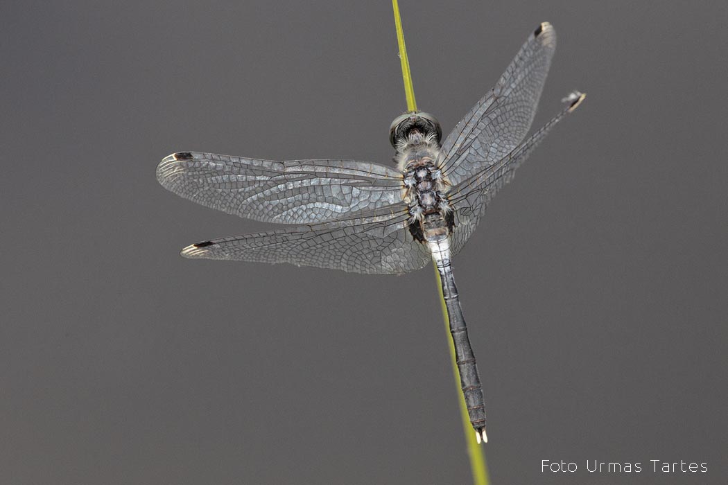 Valgelaup-rabakiil Urmas Tartes