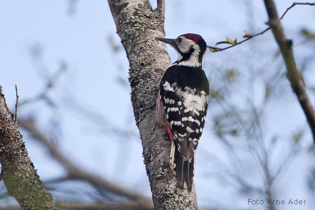 Valgeselg-kirjurähn Arne Ader