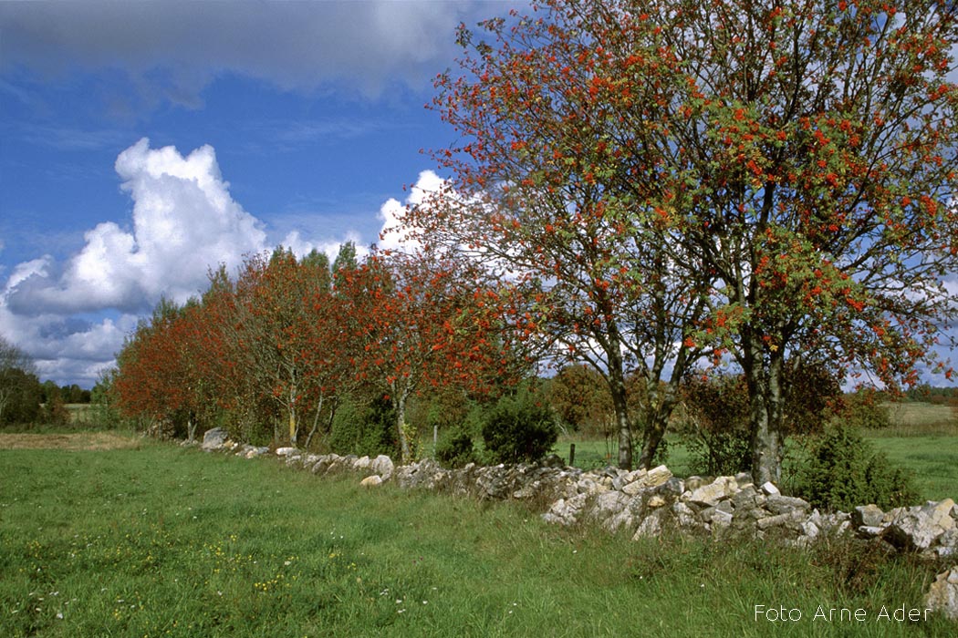 Vastutuskooslus Arne Ader