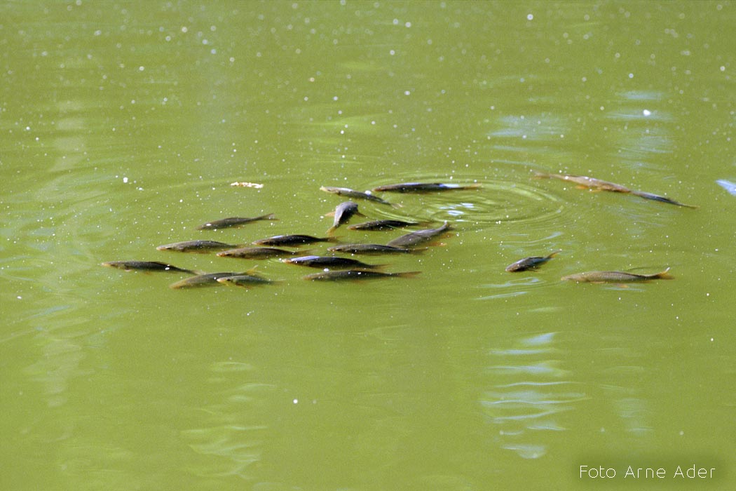 Veeõitseng Arne Ader