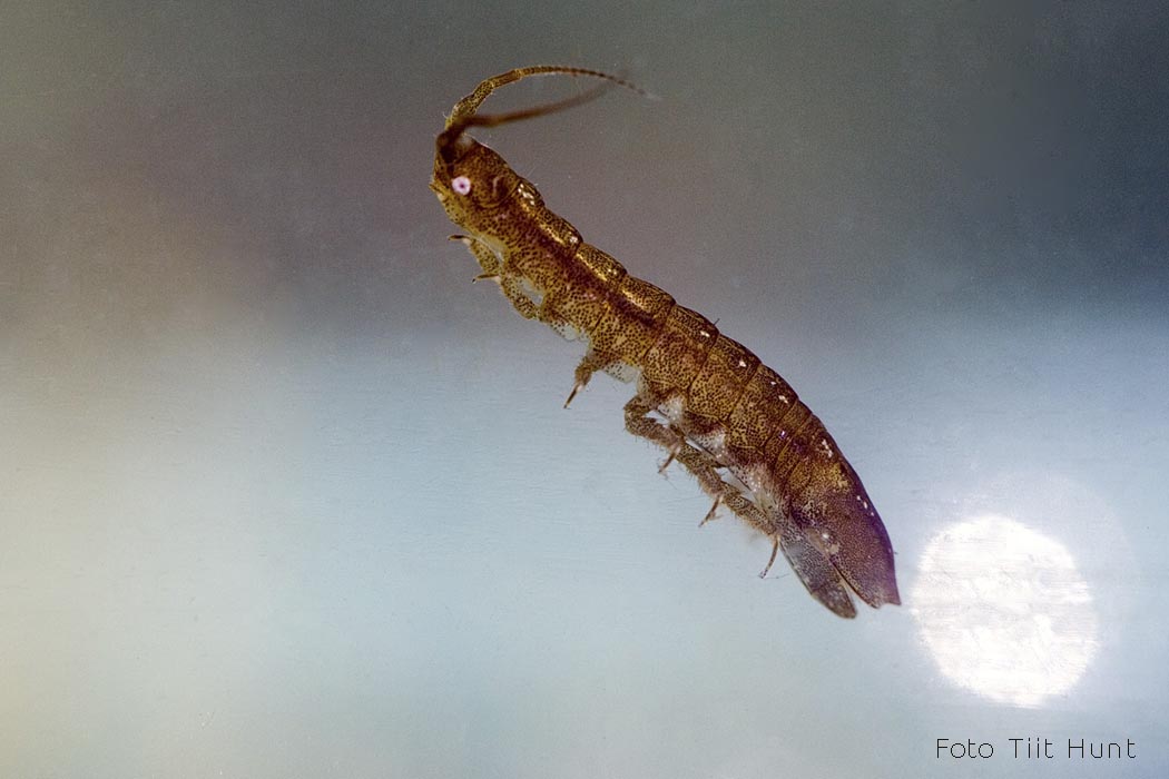 Vesikakand Tiit Hunt