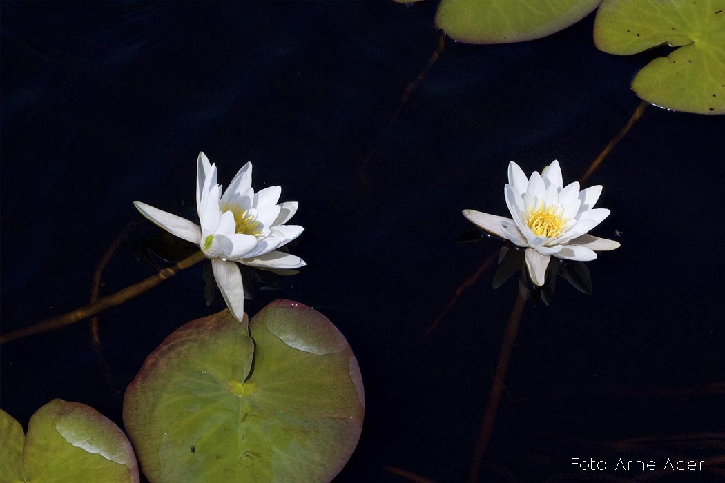 Vesiroosid Arne Ader