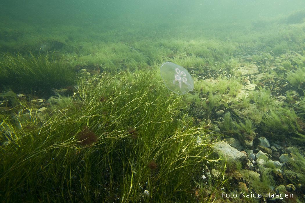 Meremadalik Kaido Haagen