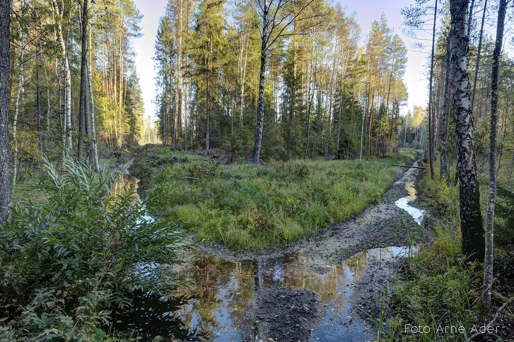 Metsakuivendus Arne Ader