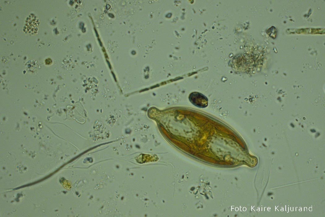 Plankton Kaire Kaljurand