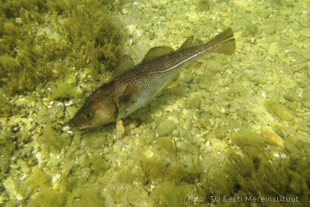 Tursk Foto TÜ Eesti Mereinstituut