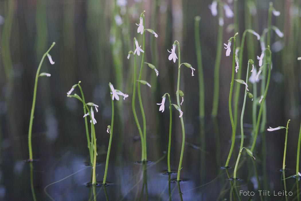 Vesilobeelia Kurtna järvestikus Tiit Leito