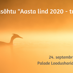 Päikeseloojangust kollakas-oranžil udusel järvel on üksiku veelinnu siluett