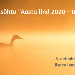 Päikeseloojangust kollakas-oranži valguse taustal on ujuva veelinnu siluett