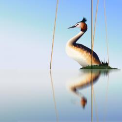 Helesinisel taustal on üksikud pillirookõrred ja nende vahel tuttpütt