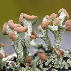 kobar-porosamblik (Cladonia botrytes) Foto: Andres Saag