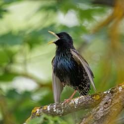 Puuoksal istub kuldnokk, kel on nokk avatud ja tiivad k ripakil 