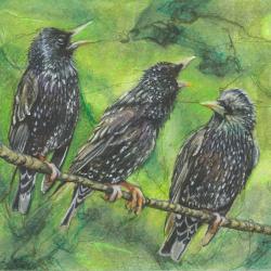 Joonistus. Rohelisel taustal on oks, millel istuvad üksteise kõrval kolm kuldnokka.