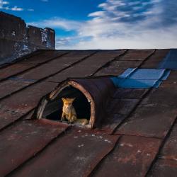  linnalooduse fotokonkursi „Metsik linn“ võitja