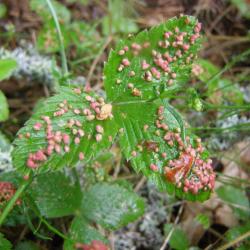 Pahklesta tegutsemisjäljed muulukal. Foto: Maarika Männil