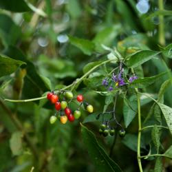 Harilik maavits Foto: Meelis Kaup